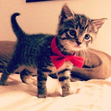 Kitty with Bow