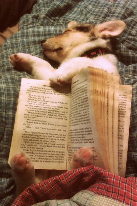 Puppy with Book